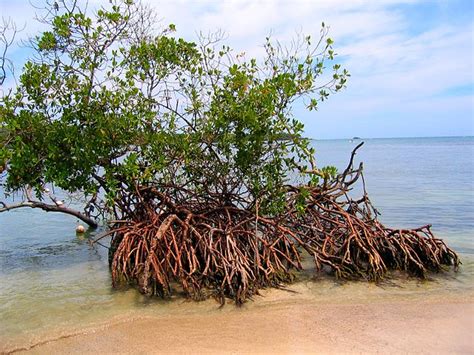 Everything You Need to Know About Mangrove .